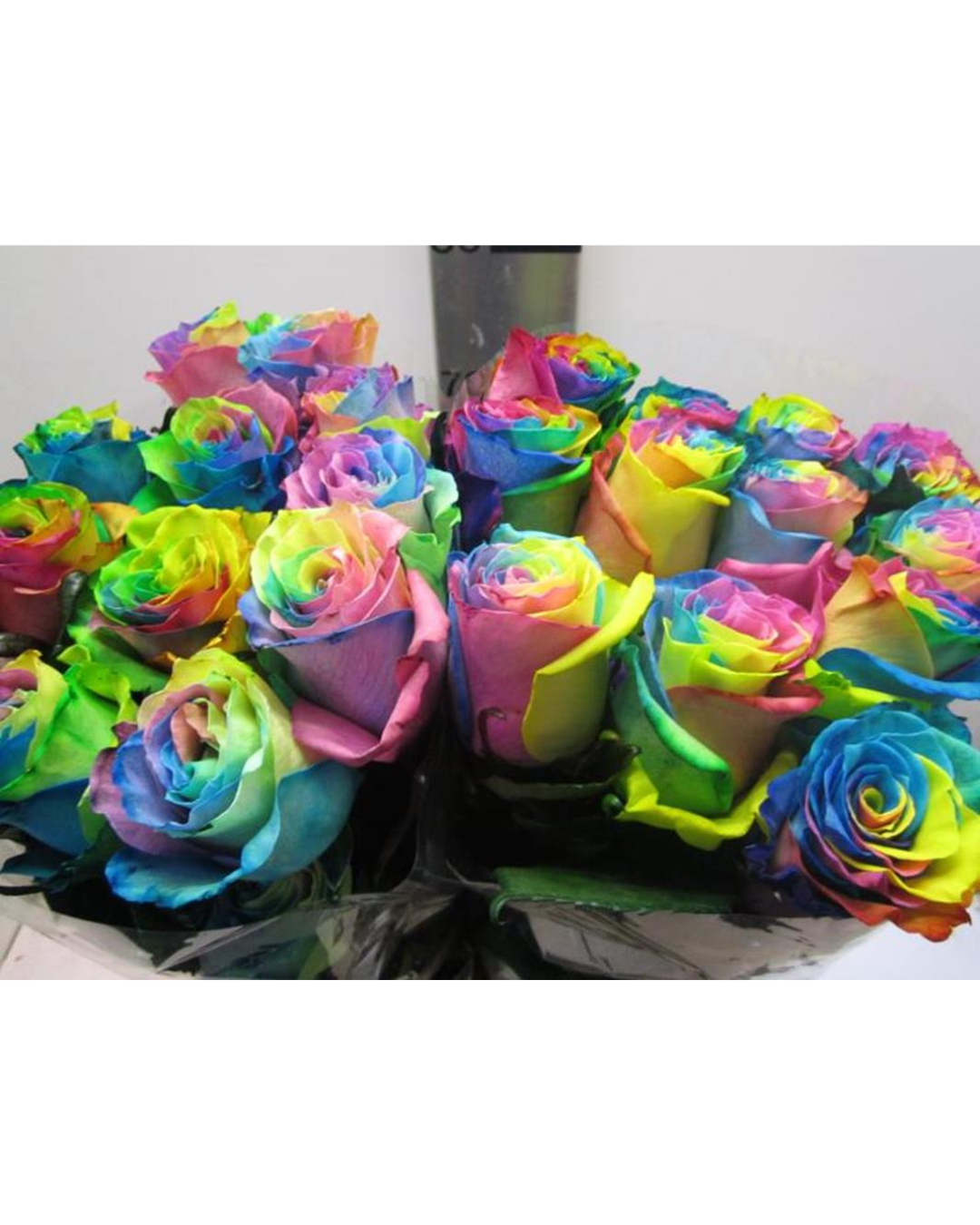 Rose Rainbow x 20 stems