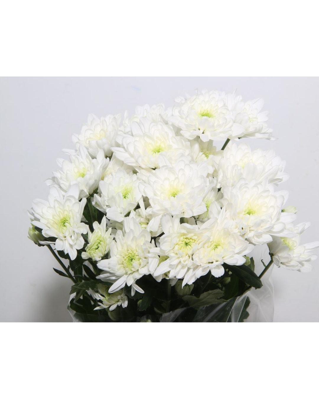 White Double Basing Chrysanthemum