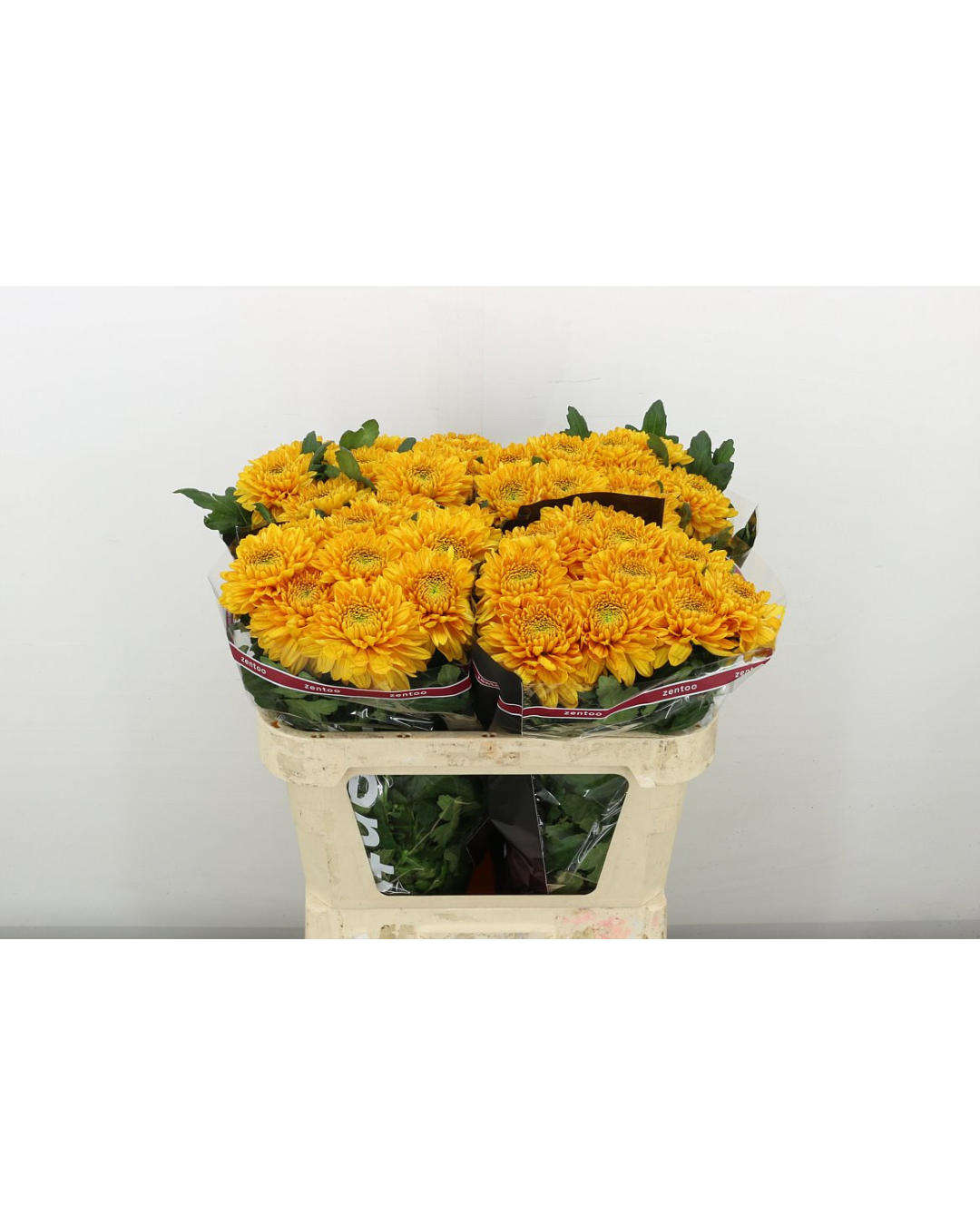 Williem Orange Bloom Chrysanthemum