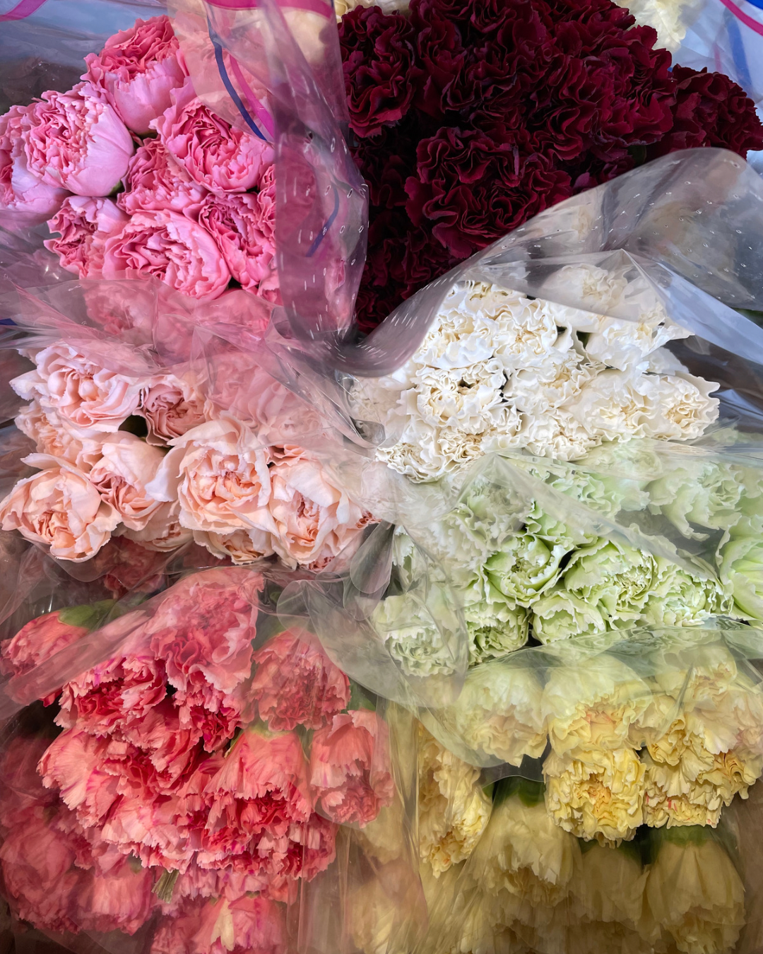 Bloom carnations