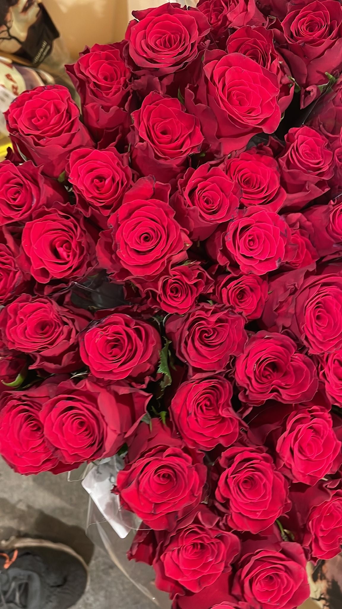 Rose ‘Red Rhodos’