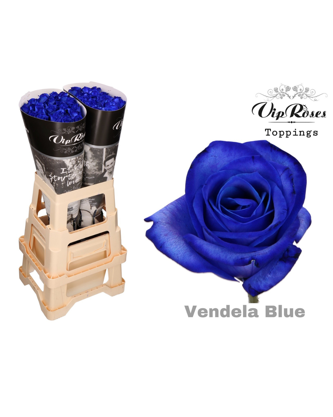 Rose Blue Vendella x 20 stems
