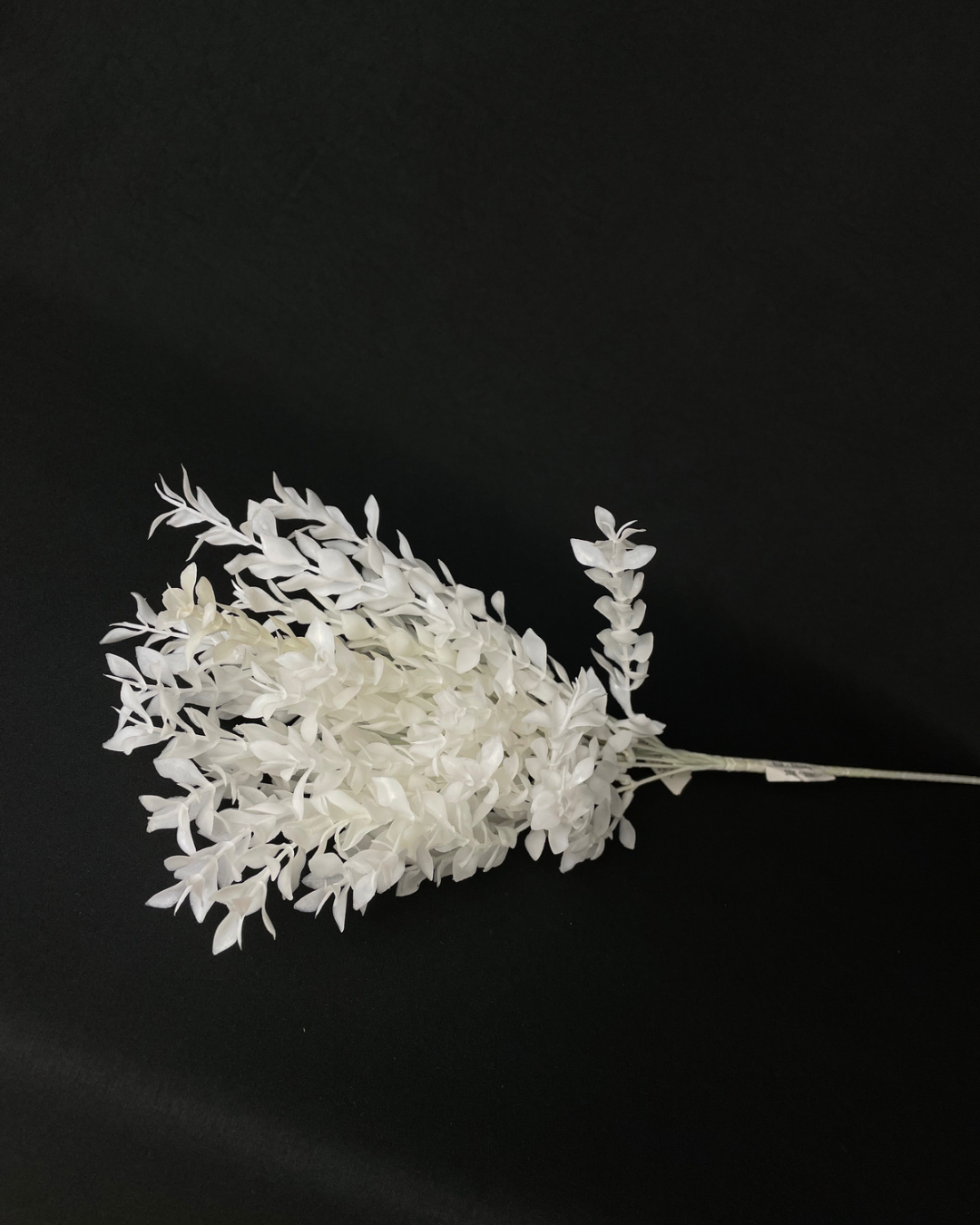 Parvifolia White