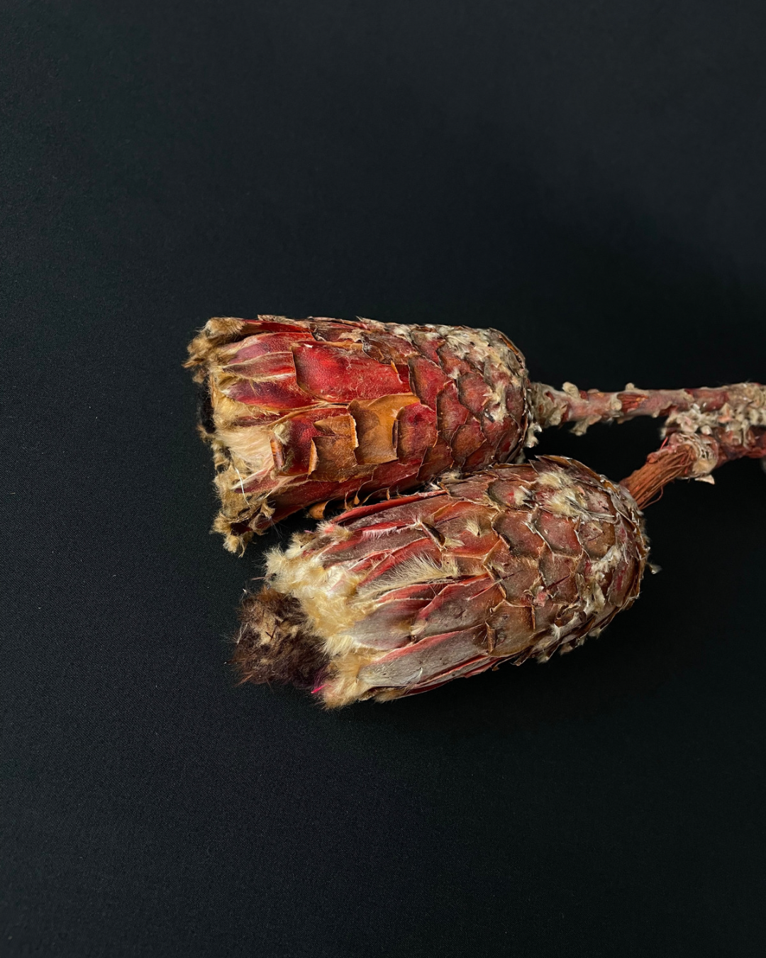 Dried Protea Barbigeta