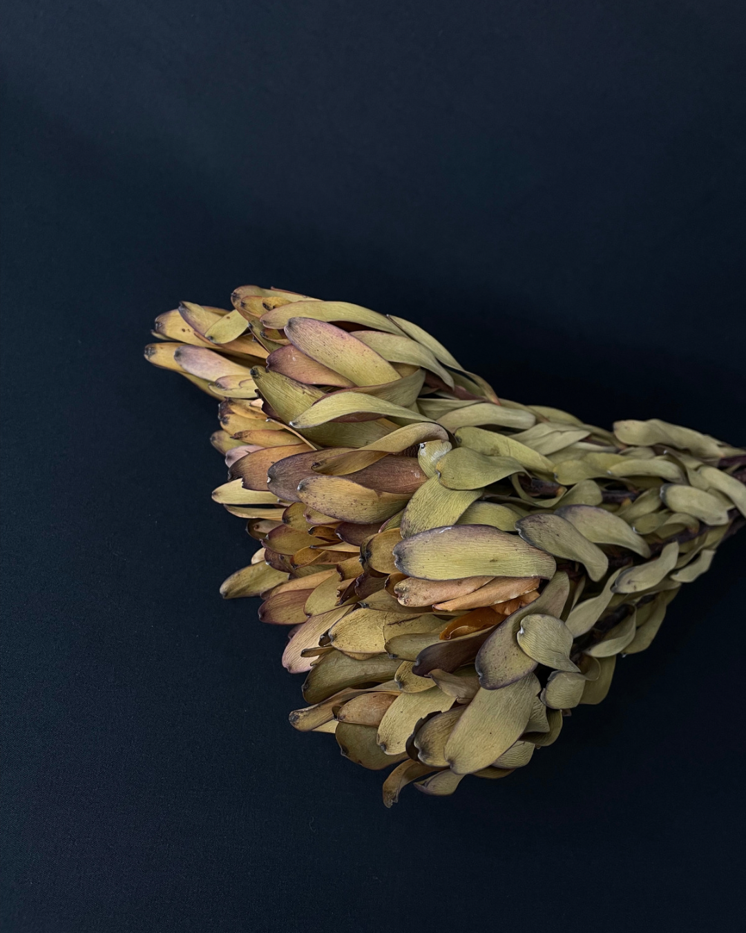 Dried Leucadendron