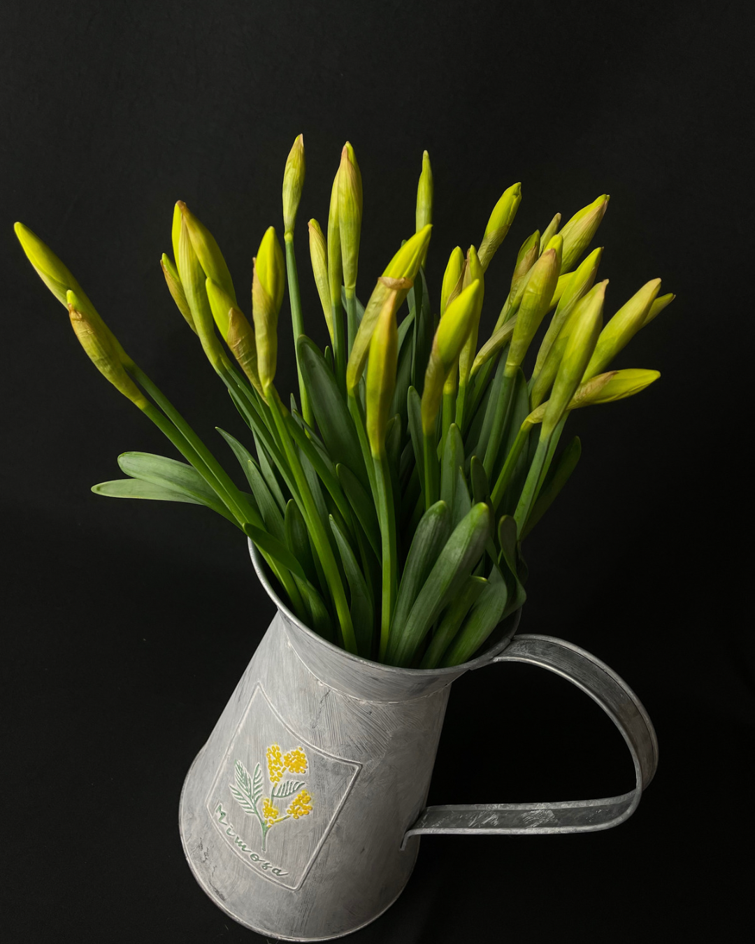 British Daffodil Bundle