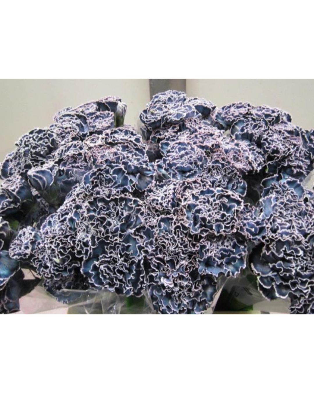 Dyed Bloom Carnations