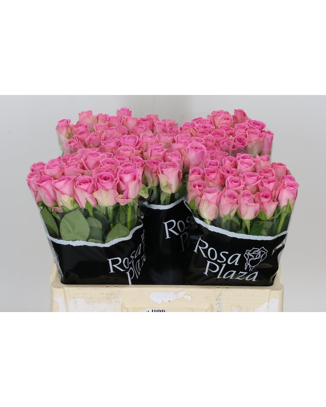 Rose Aqua x 20 stems