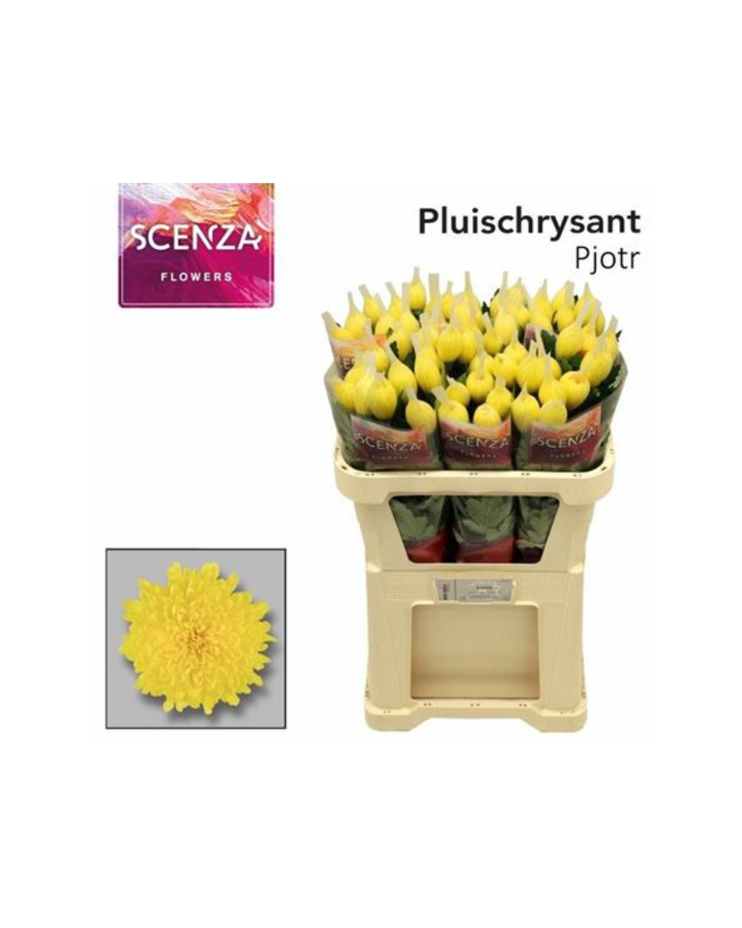 Pjotr Bloom Chrysanthemum