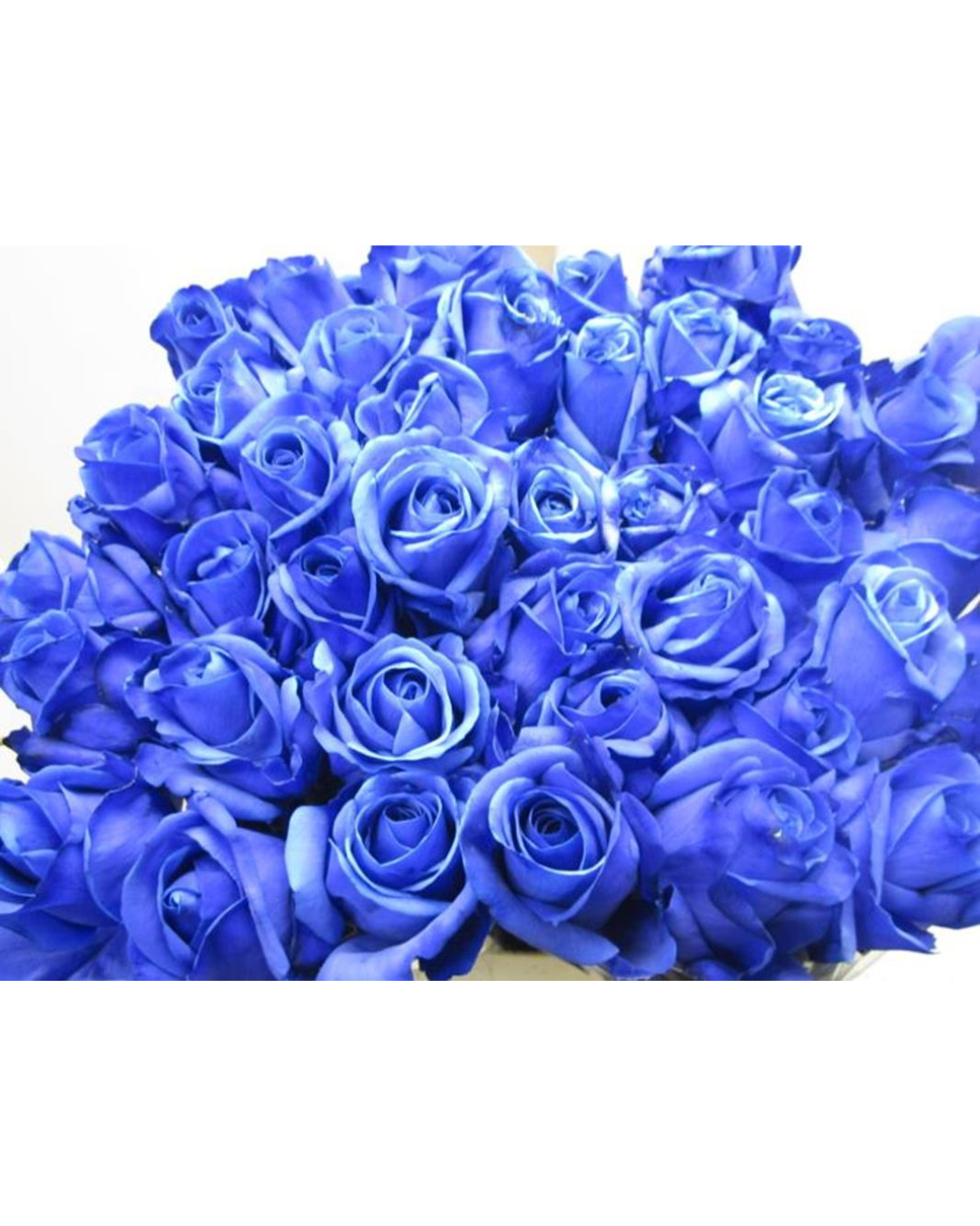 Dyed Blue Roses