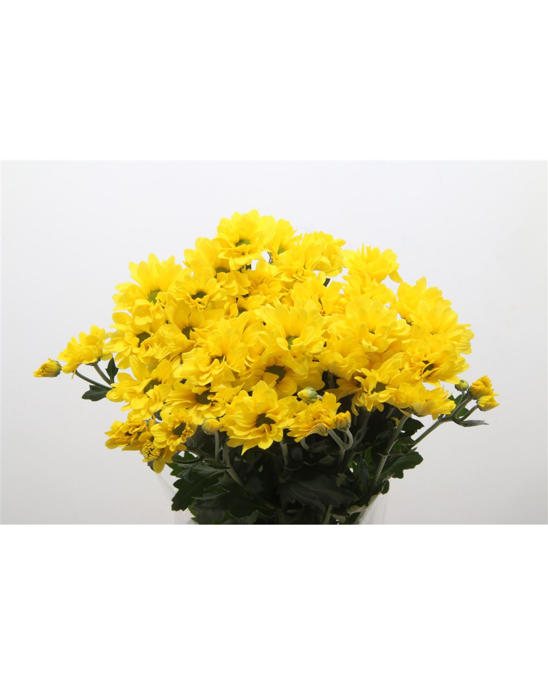 Chrysanthemum Celebrate