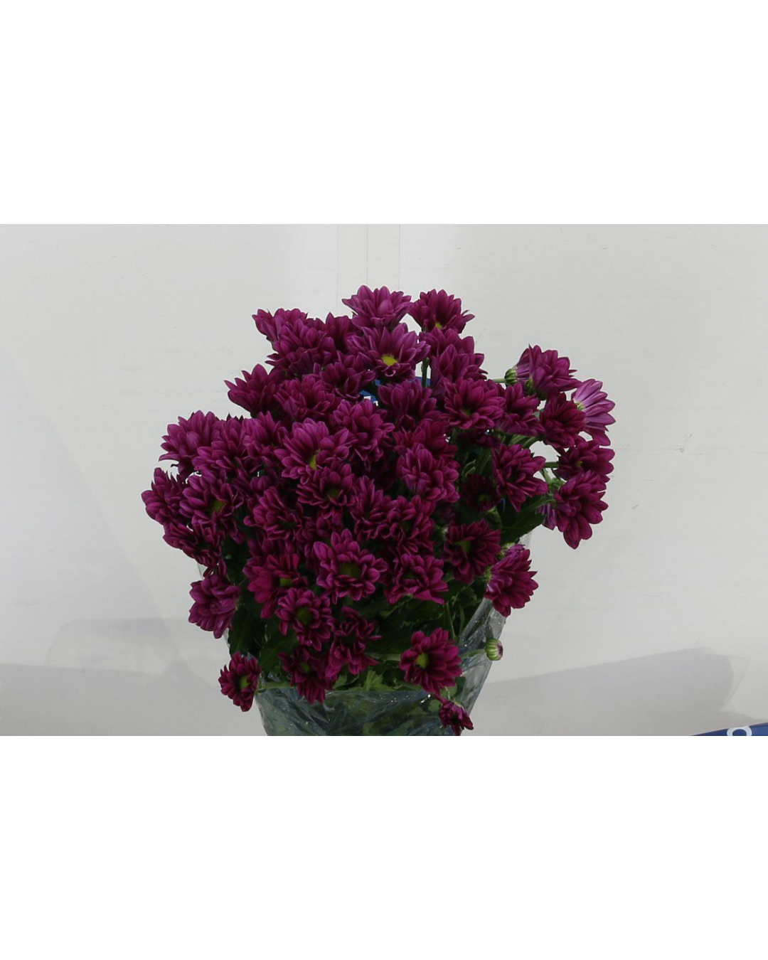 Chrysanthemum Purple Star