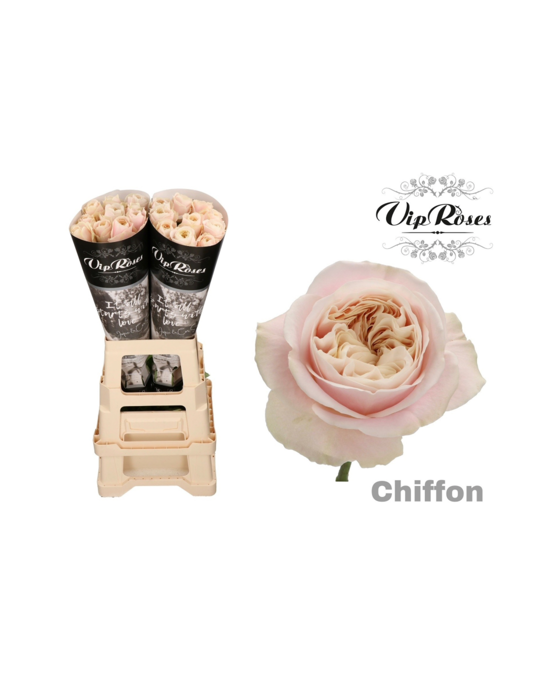 Rose Chiffon (VIP)