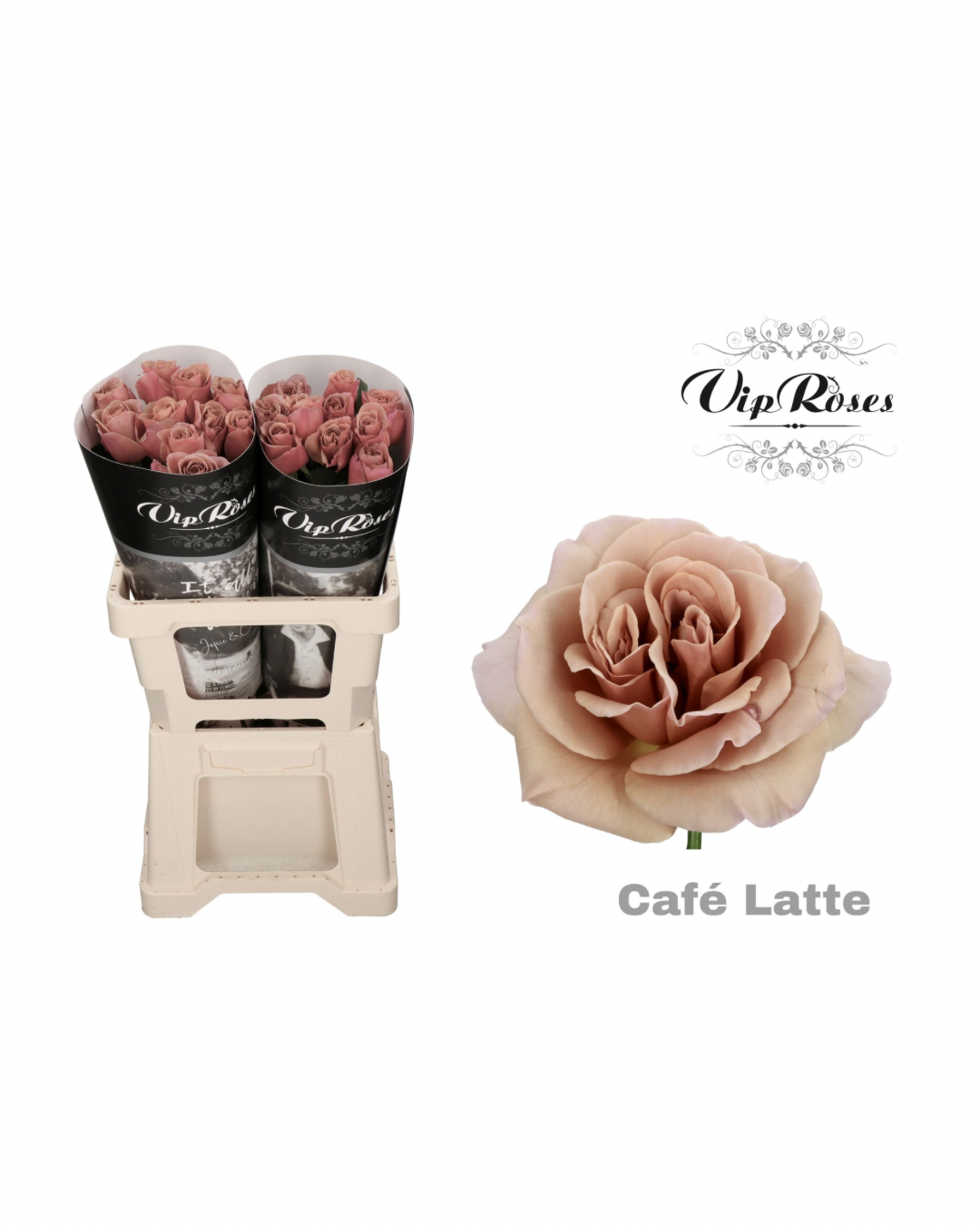 Rose Café Latte (VIP)