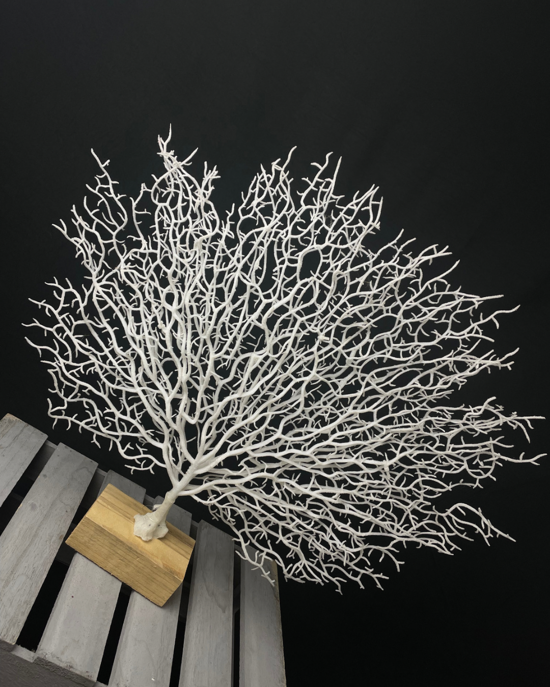 Winter Coral Tree