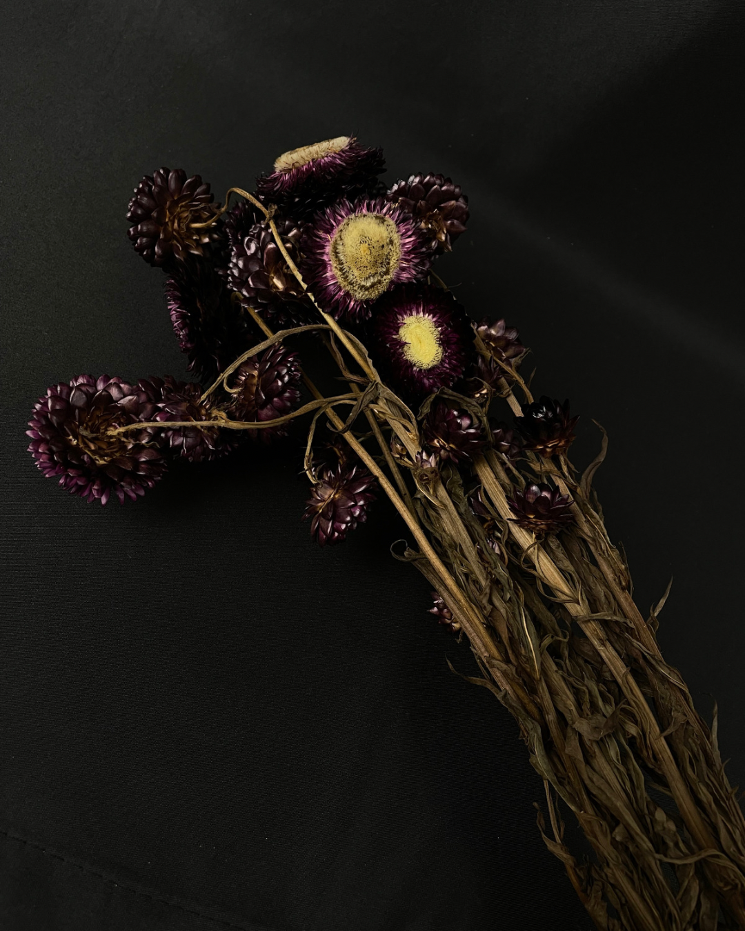 Dried Helichrysum