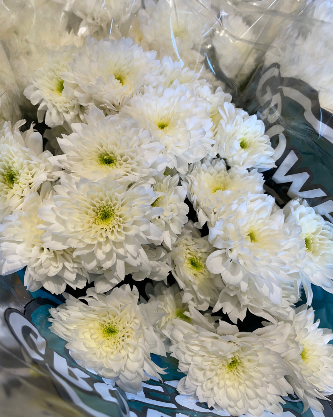 White Basing Chrysanthemum