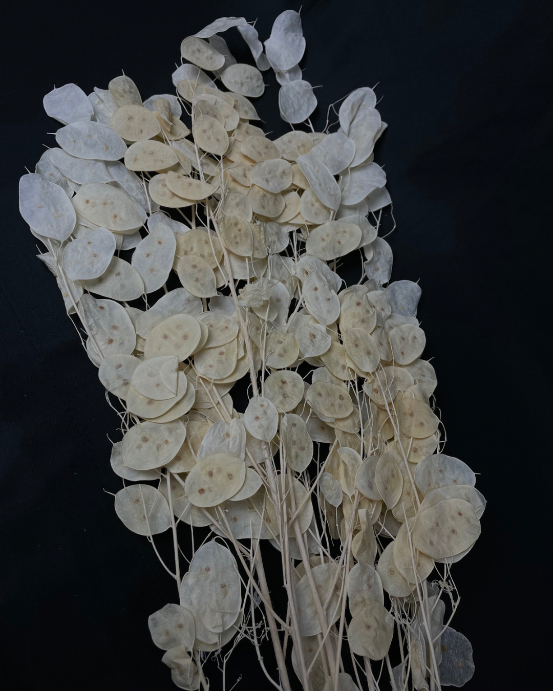 Dried Lunaria