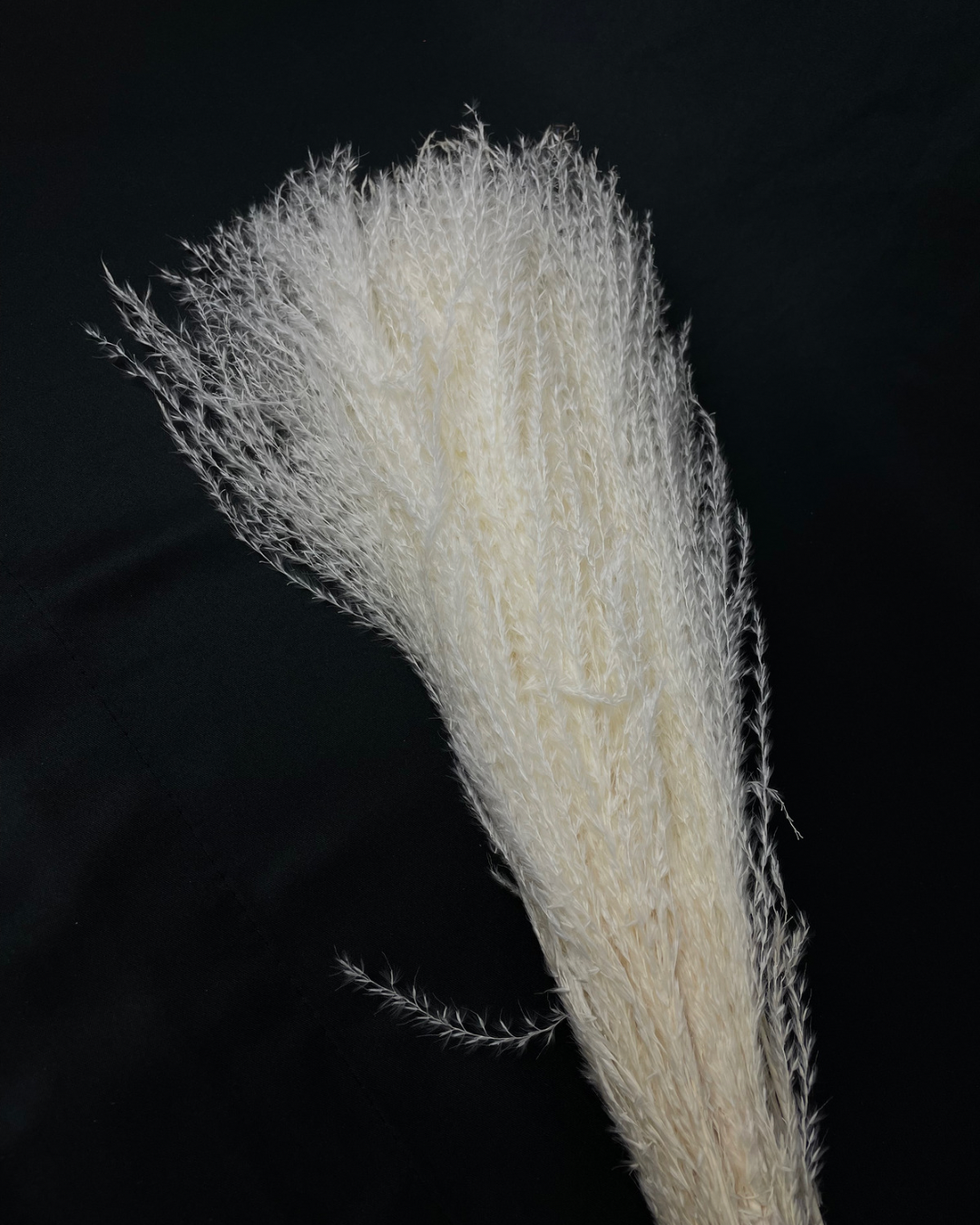 Dried Miscanthus feather