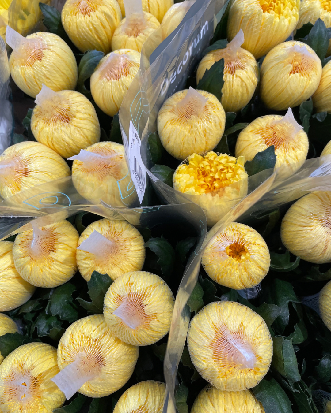 Antonov Bloom Chrysanthemum