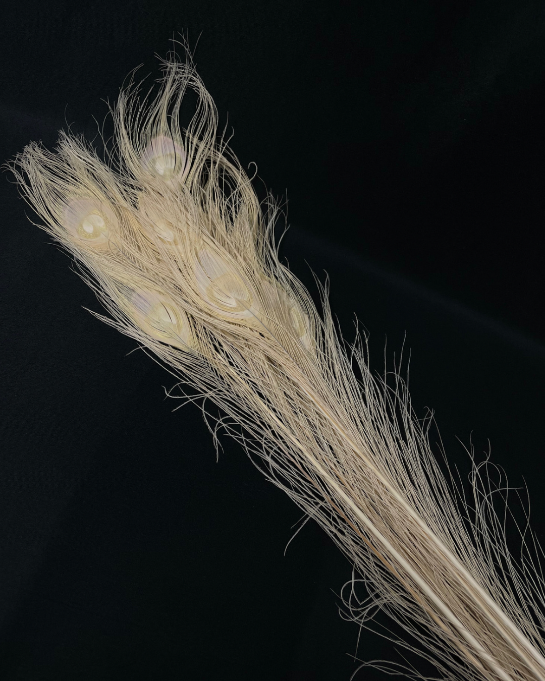 Dried Peacock Feathers