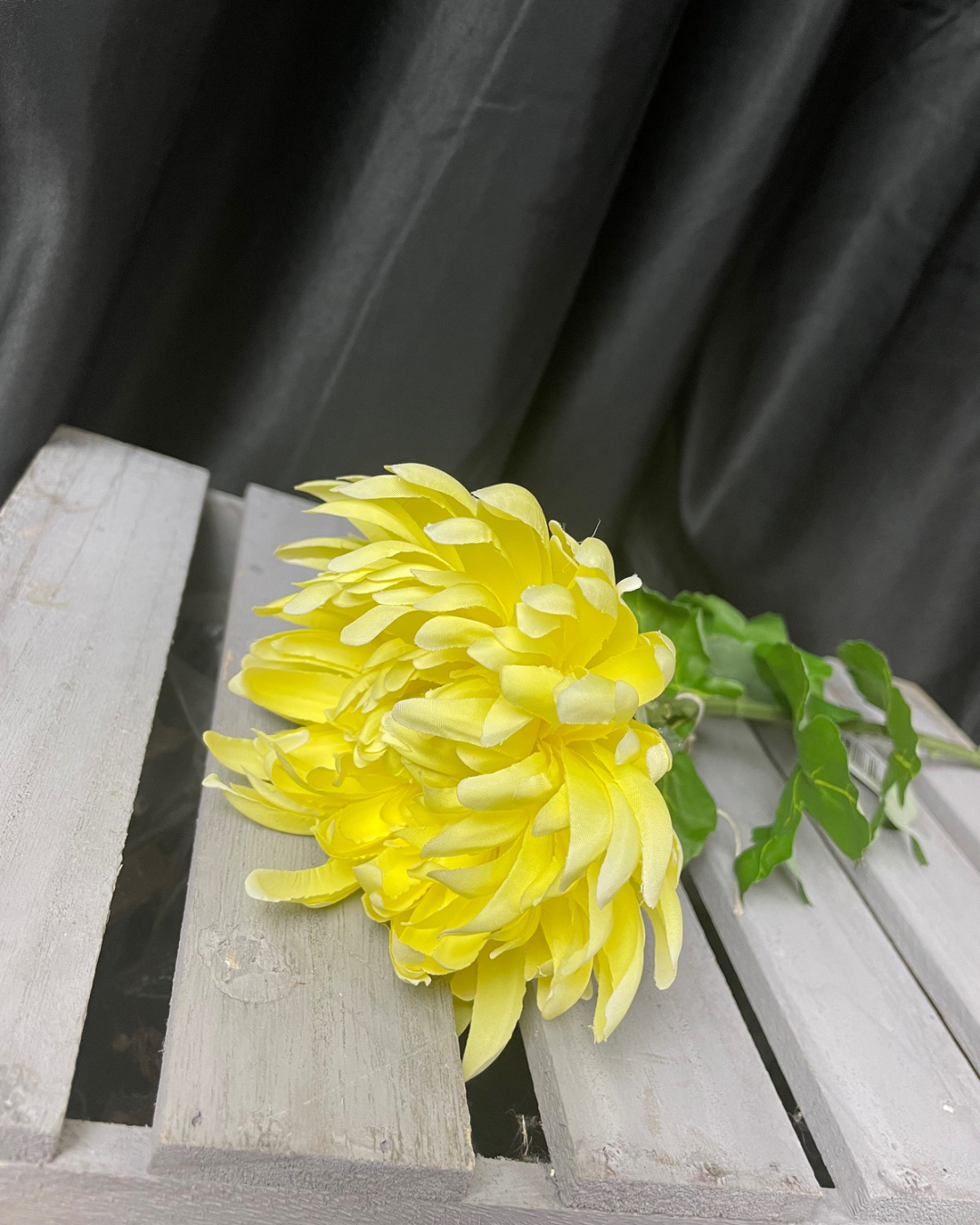 Bloom Chrysanthemum