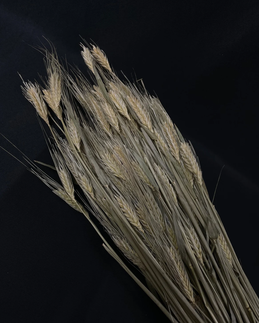 Dried Barley